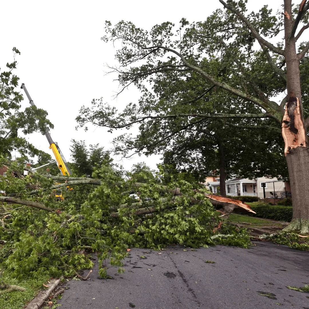 24/7 Tree Emergency