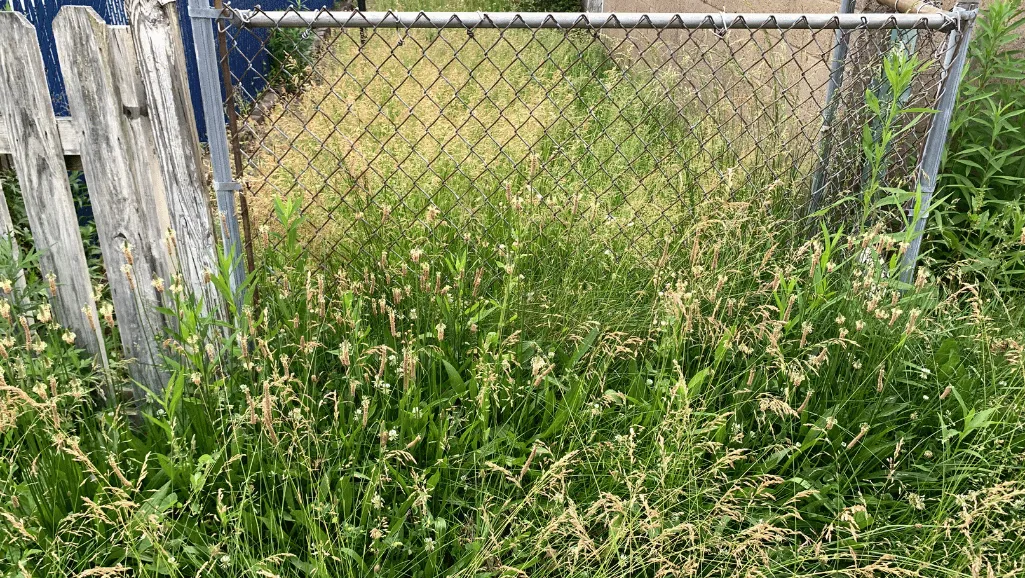 a bunch of flowers that are in the grass