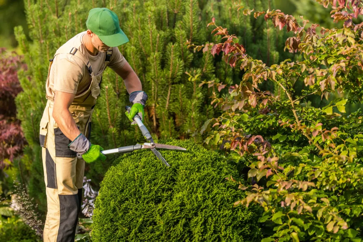 A professional gardener or landscaper wearing overalls, a green cap, and gloves, meticulously trimming a dense, rounded green hedge or shrub with large, silver manual hedge shears in a sunny garden.
