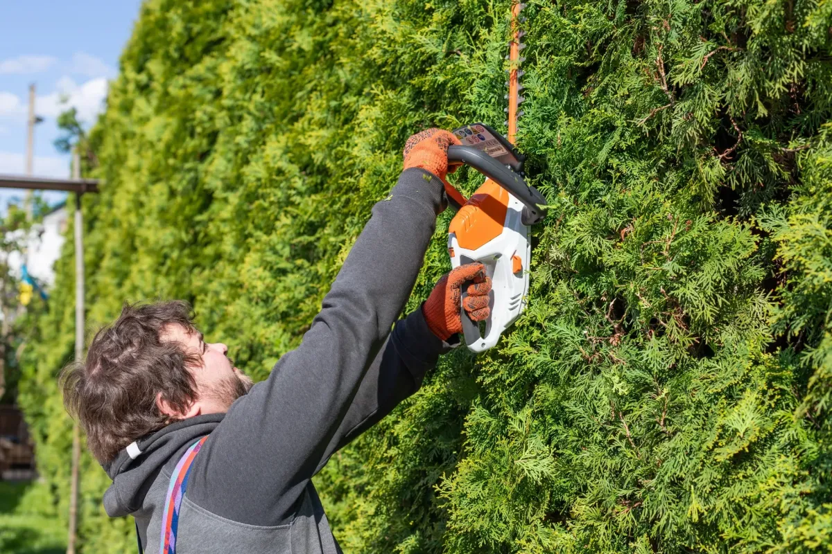 A man wearing work gloves and a dark hoodie reaching up to trim the top of a tall, dense green cedar or arborvitae hedge using an orange and white electric or battery-powered hedge trimmer.