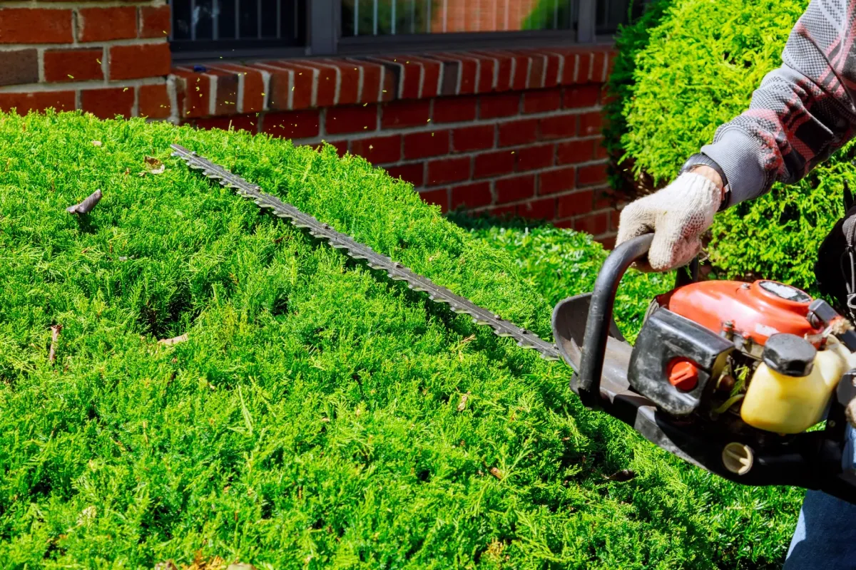 Close-up of a landscaper using a gas-powered hedge trimmer to shape a dense, bright green shrub, with the cutting blade extended over the foliage and a red brick building in the background.
