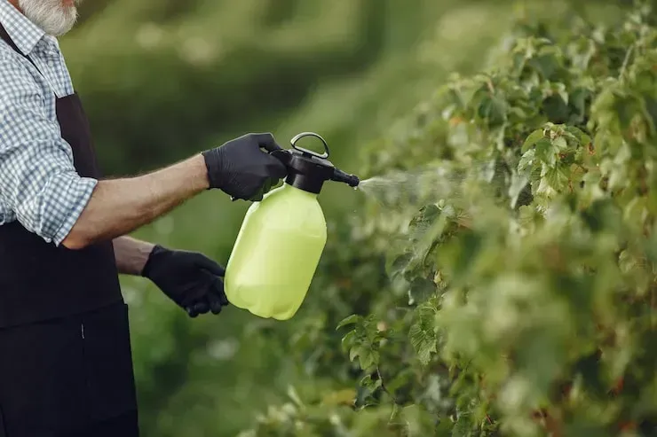 A close-up of a gardener or farmer, wearing black gloves and a dark apron, using a lime-green hand pump sprayer to apply pesticide or fertilizer solution onto the leaves of a row of vineyard grapevines or shrubs.