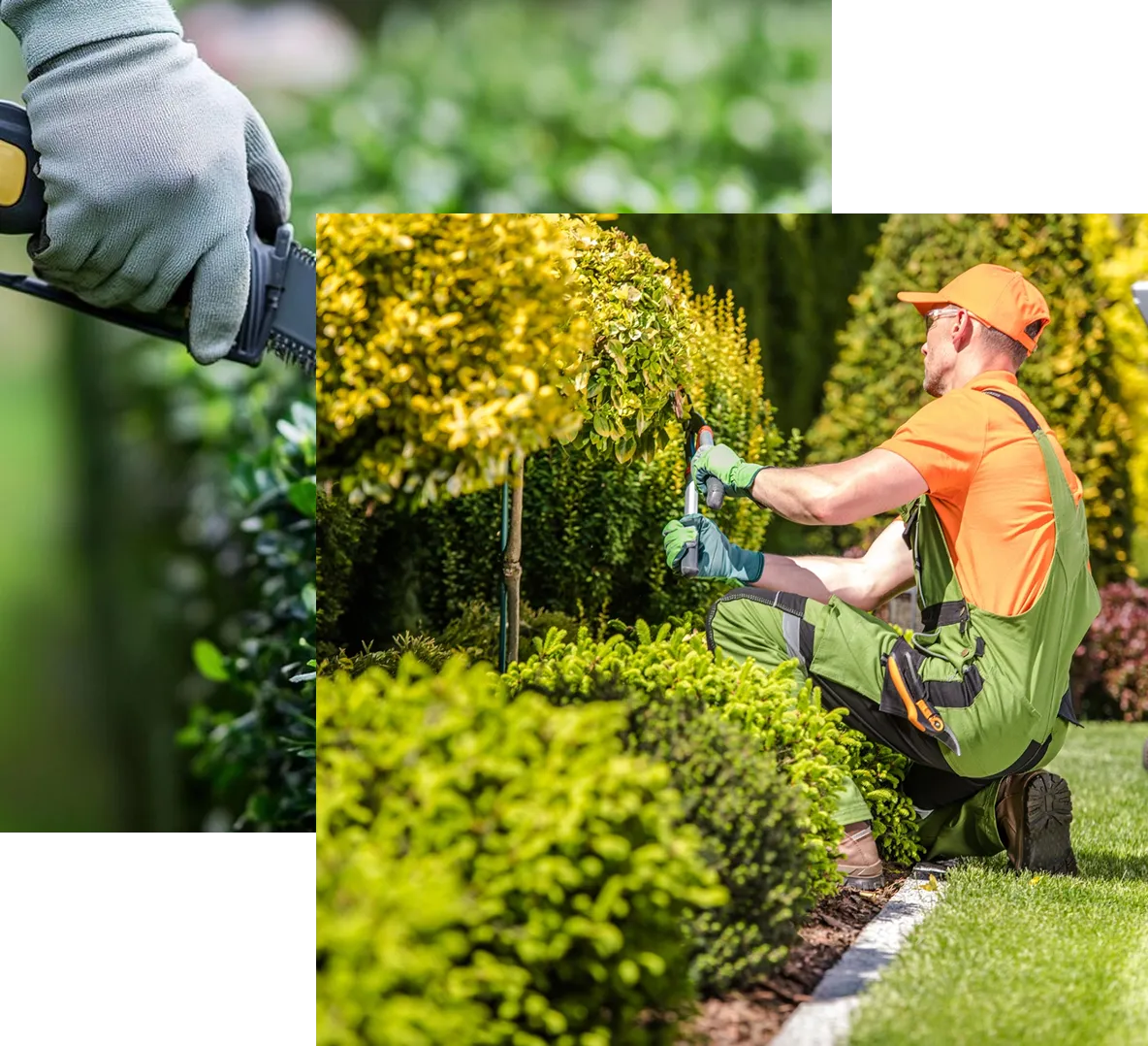 A professional gardener, wearing a bright orange shirt, green and black overalls, an orange baseball cap, and green gloves, is kneeling on the edge of a well-maintained lawn. He is using hand shears to meticulously prune a small, yellow-leafed decorative tree or shrub in a lush, sunny garden setting.
