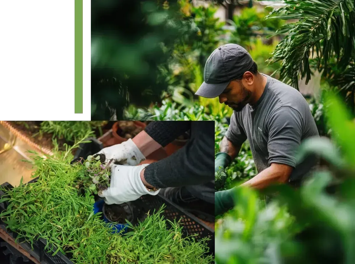 Gardener removing weeds and maintaining plants in a lush green garden.
