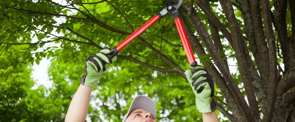 Tree trimming professional cutting branches for safe and healthy tree growth.