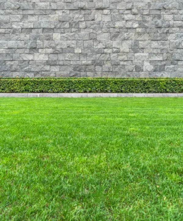 Freshly maintained green lawn with clean edging.