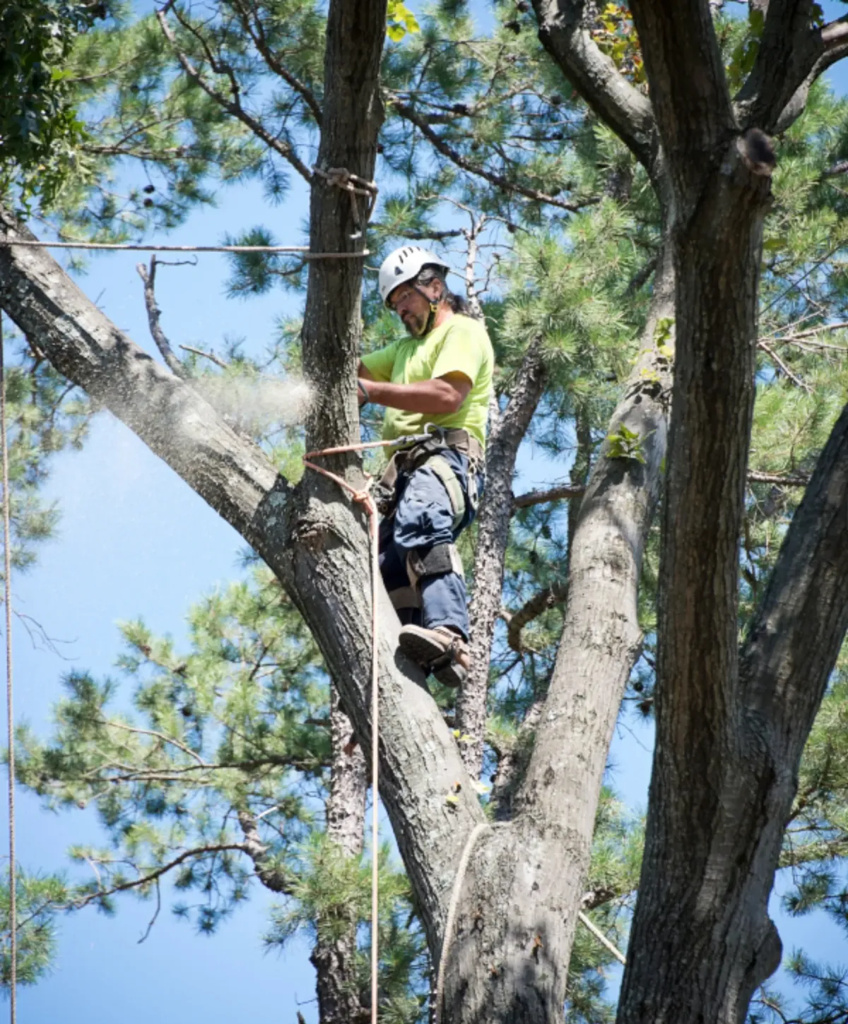 Certified arborist wearing safety harness while cutting tree branches with chainsaw