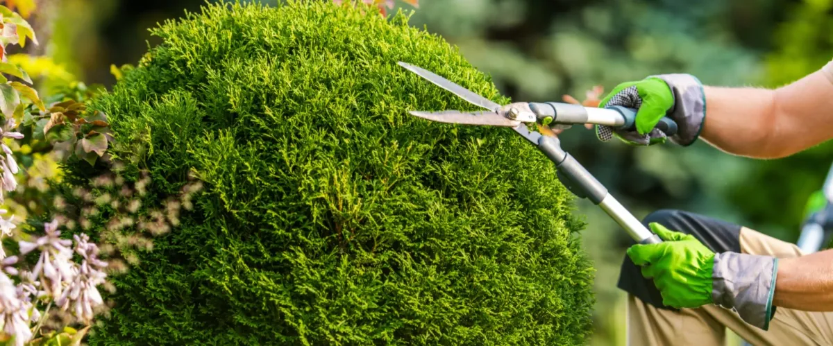 Close-up of gardener trimming shrubs with manual hedge shears