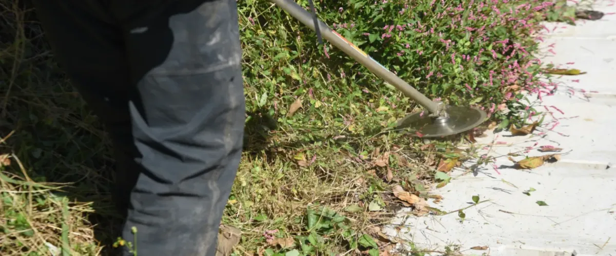 Worker using brush cutter to clear weeds near concrete walkway.