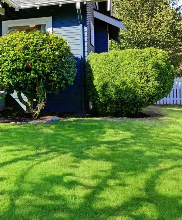 Beautiful front yard landscaping with azaleas and neatly shaped shrubs.