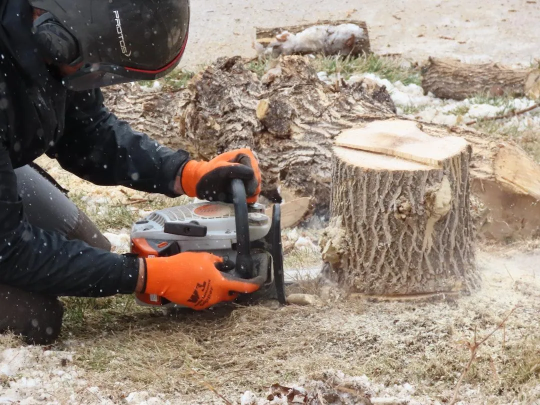 Tree stump removal with professional grinding equipment