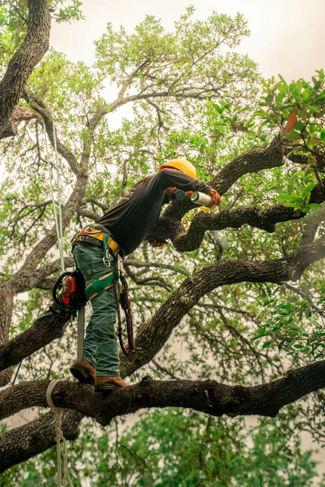 Tree trimming service shaping branches for healthy growth