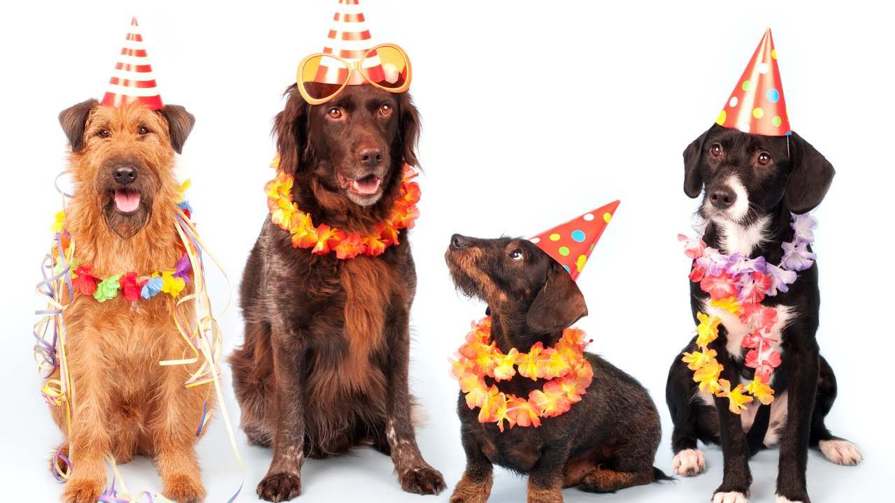photo booths for pets