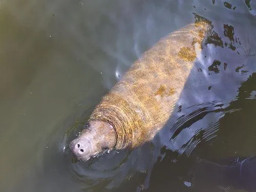 manatee love