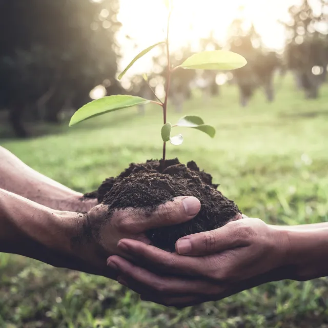 Hands holding a young plant sprouting from soil representing growth and innovation