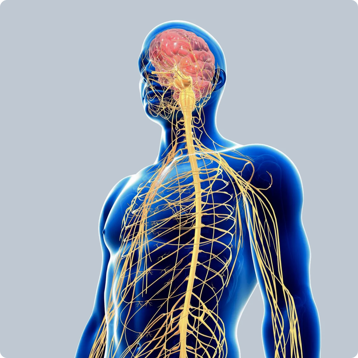 3D illustration of human spine and nerves