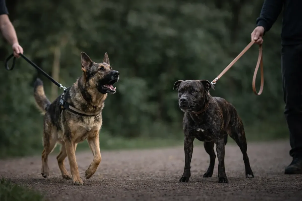 Reactivity vs Aggression: Is Your Dog Actually Mean?