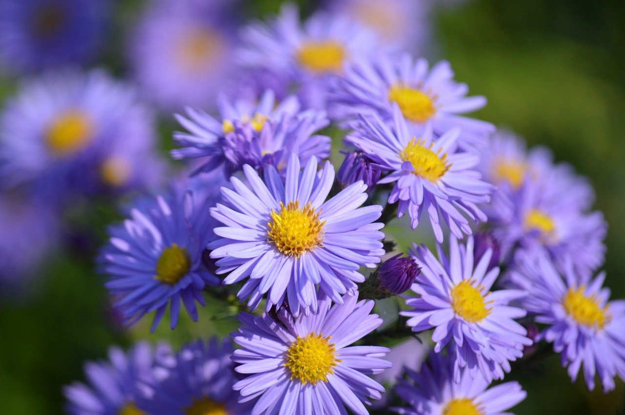 purple flowers with yellow middle