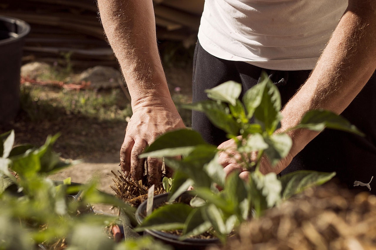 hands cultivating fairly young plants