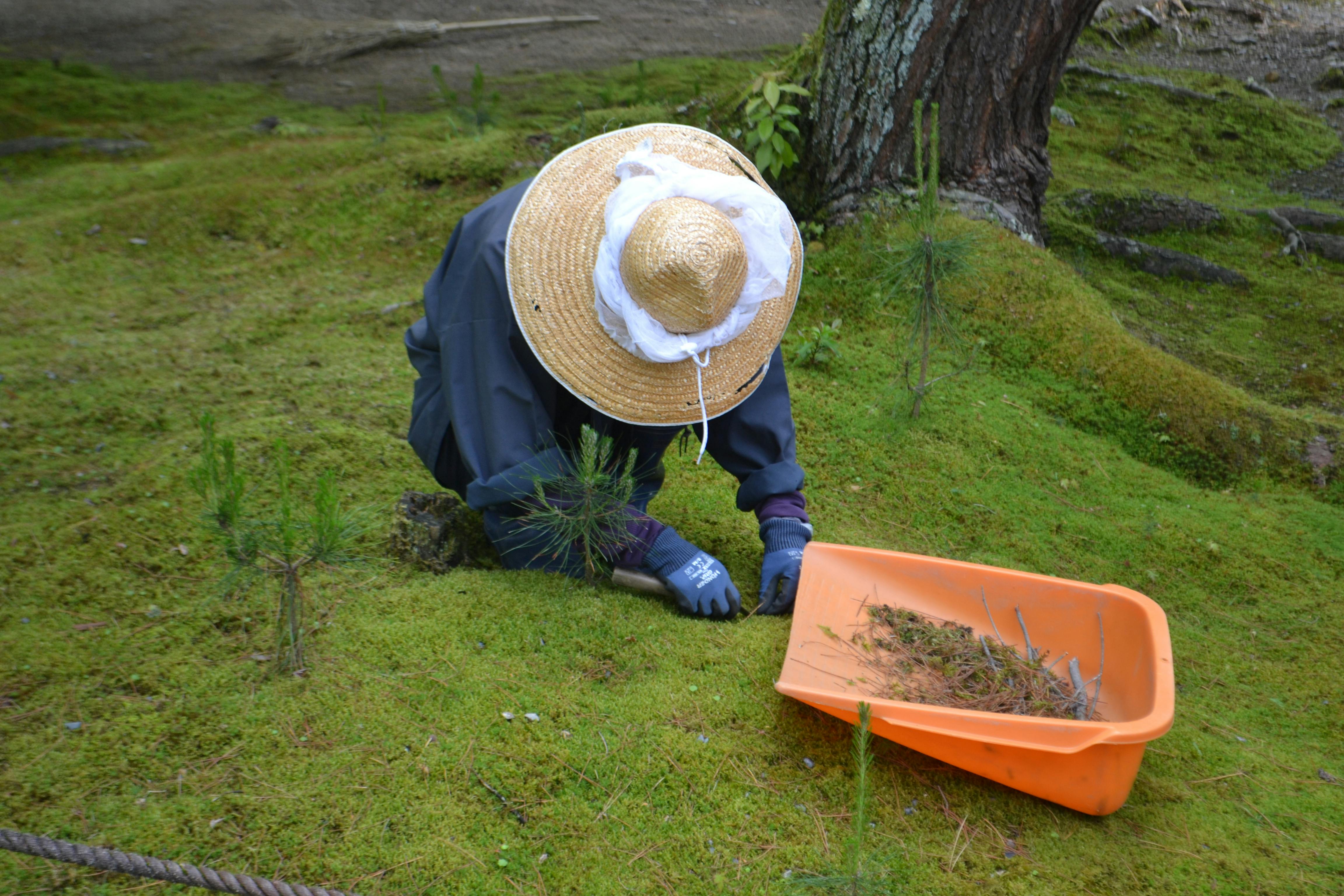farmer doing weeding and putting it on an orange basket