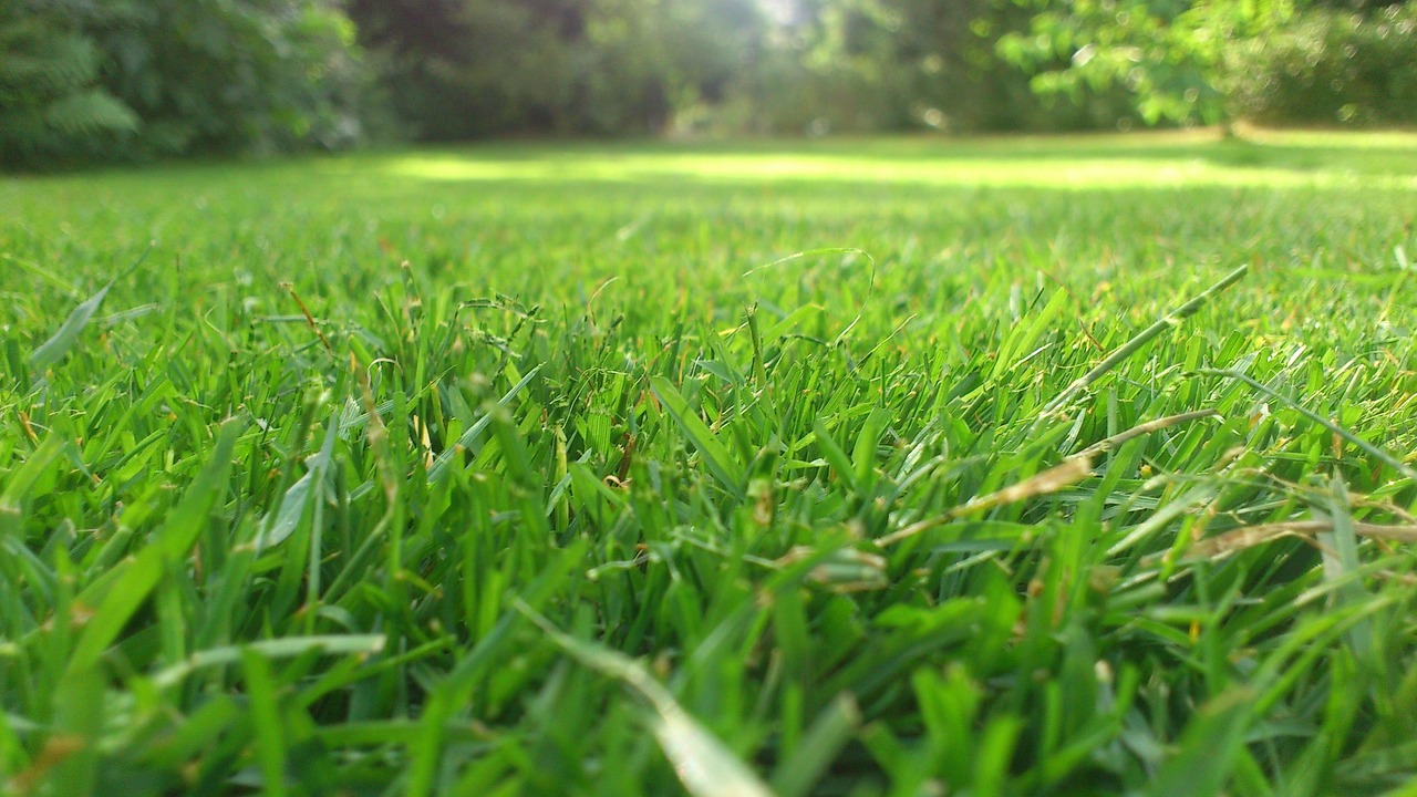 green grass from an ants view