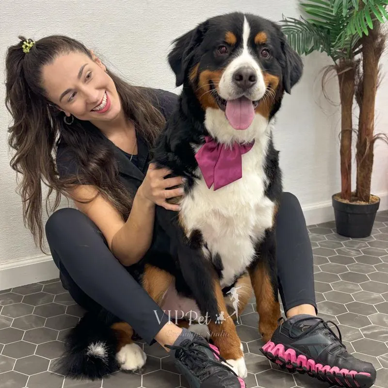 yellow skid steer loader in front of stone