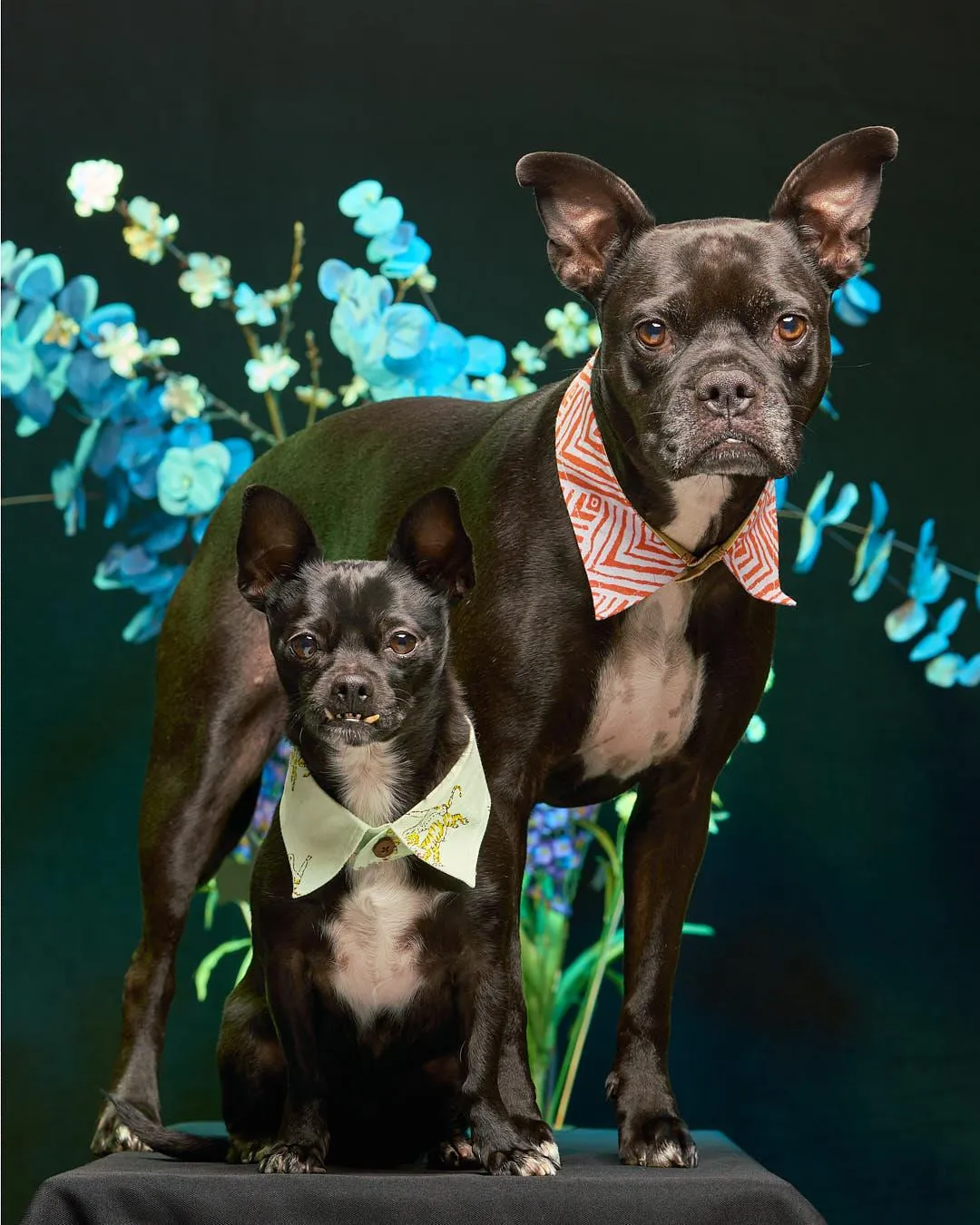 studio photo of black poodle with red and blue colored background