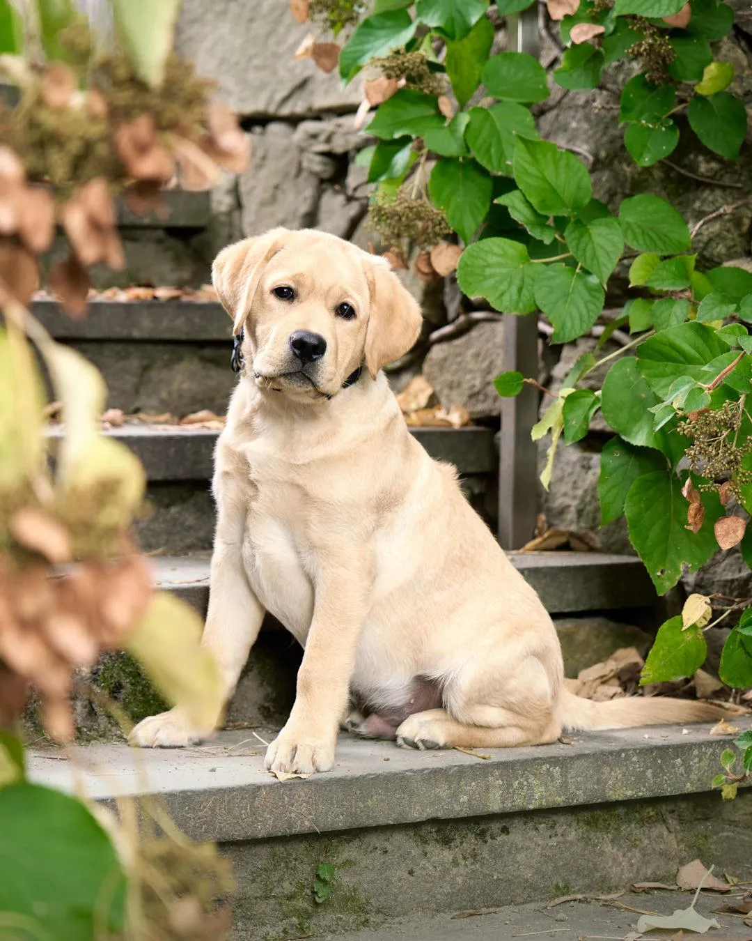 Download the new dog guide