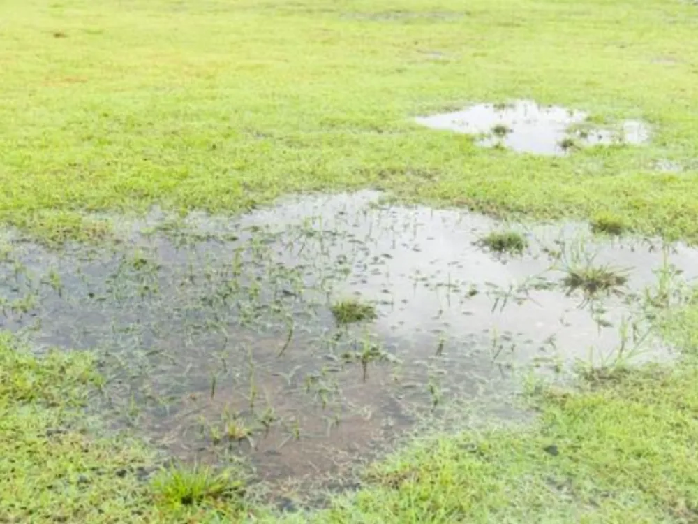 Standing water pooling in a yard, showing a drainage problem after rain