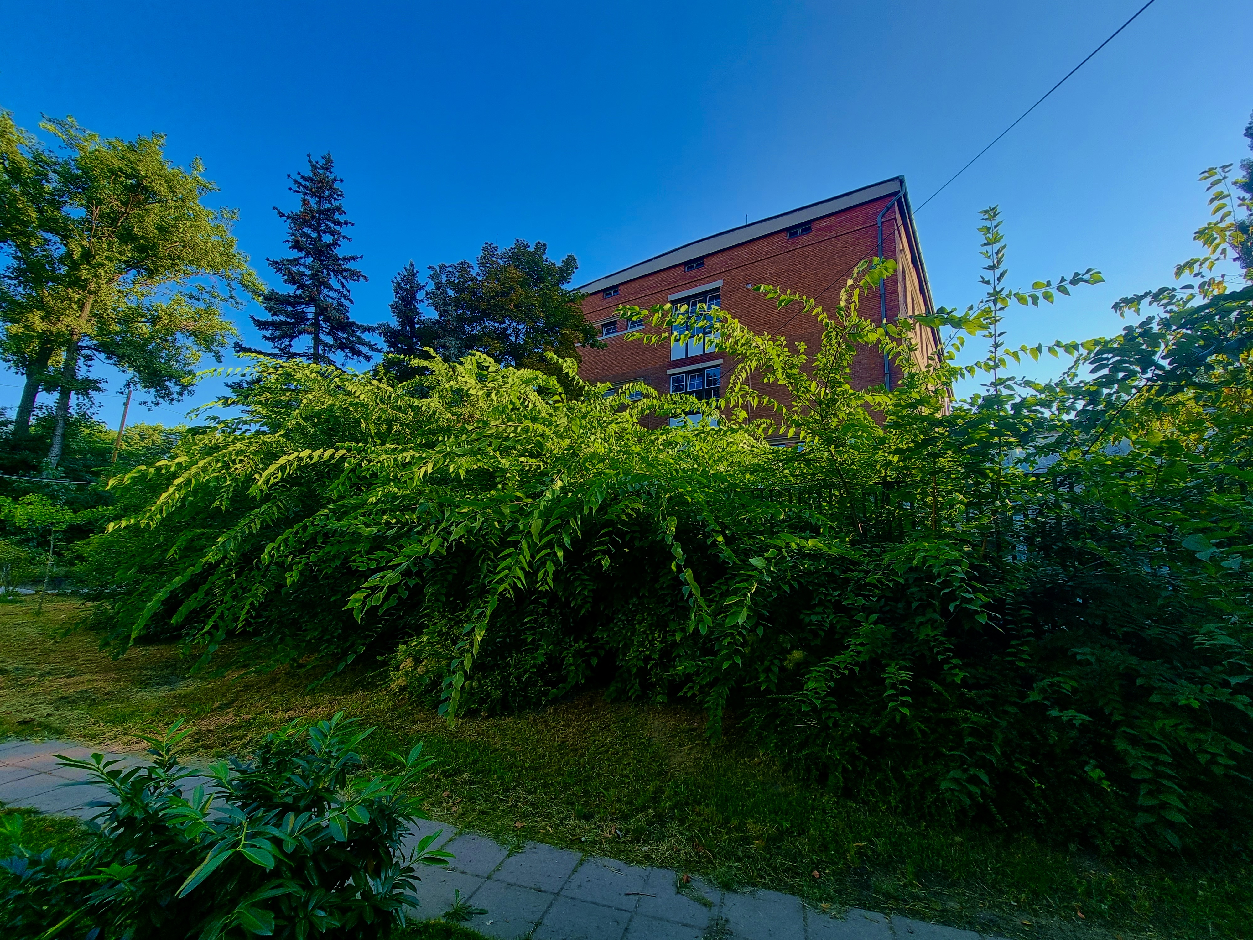 Elhanyagolt kert sövényekkel és túlburjánzott növényzettel kertkarbantartás előtt