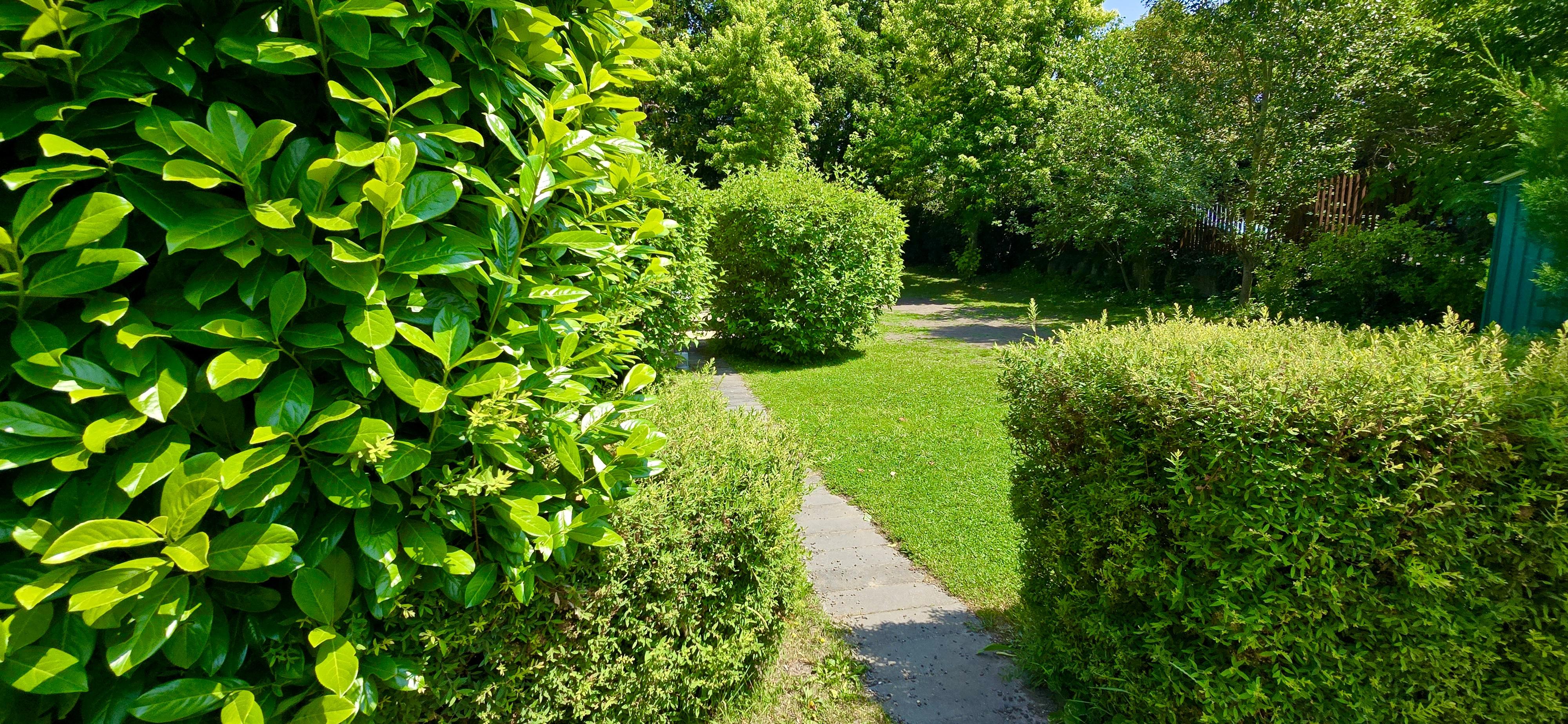 Rendezett sövényekkel szegélyezett kertkarbantartás után, ápolt zöldterület 