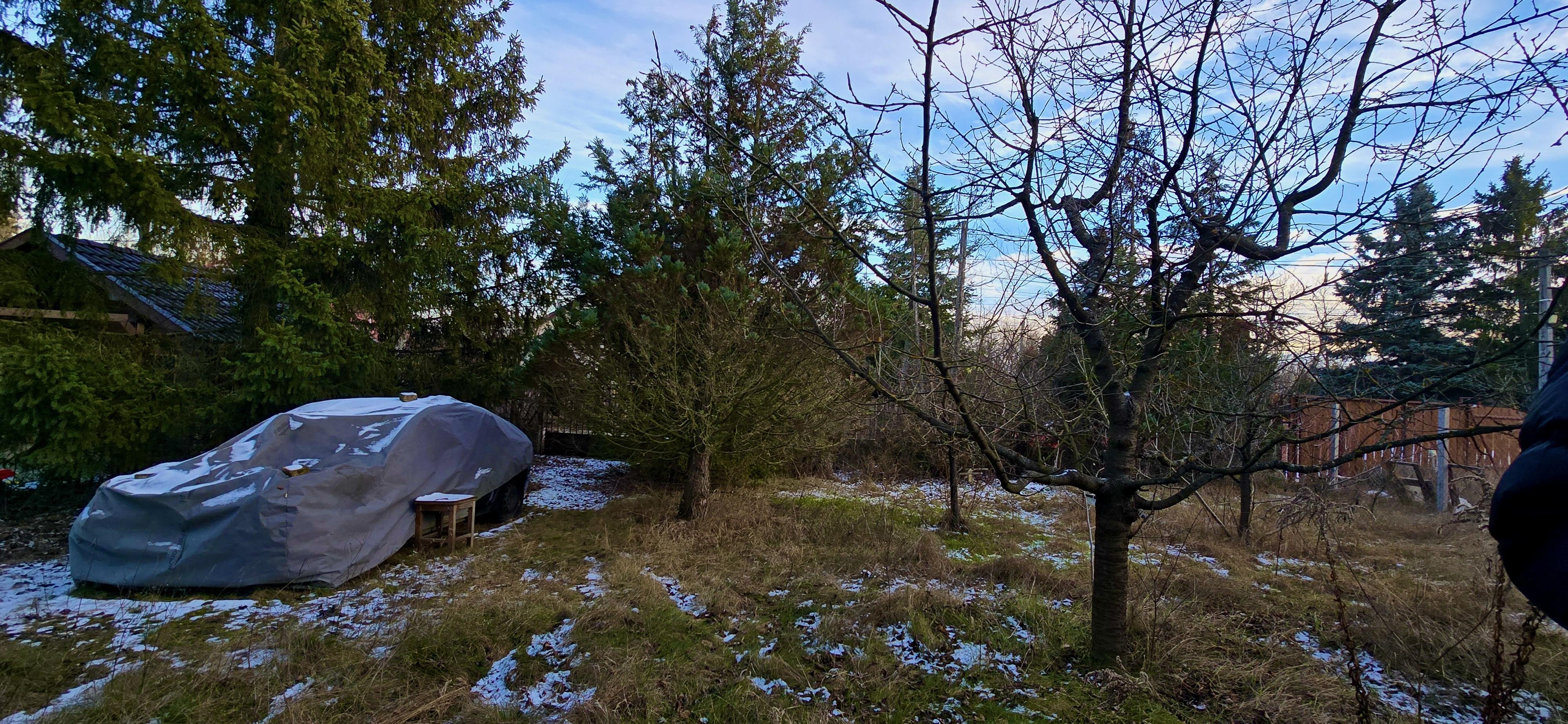 Elhanyagolt telek fákkal és sűrű aljnövényzettel telektisztítás előtt, rendezetlen terület