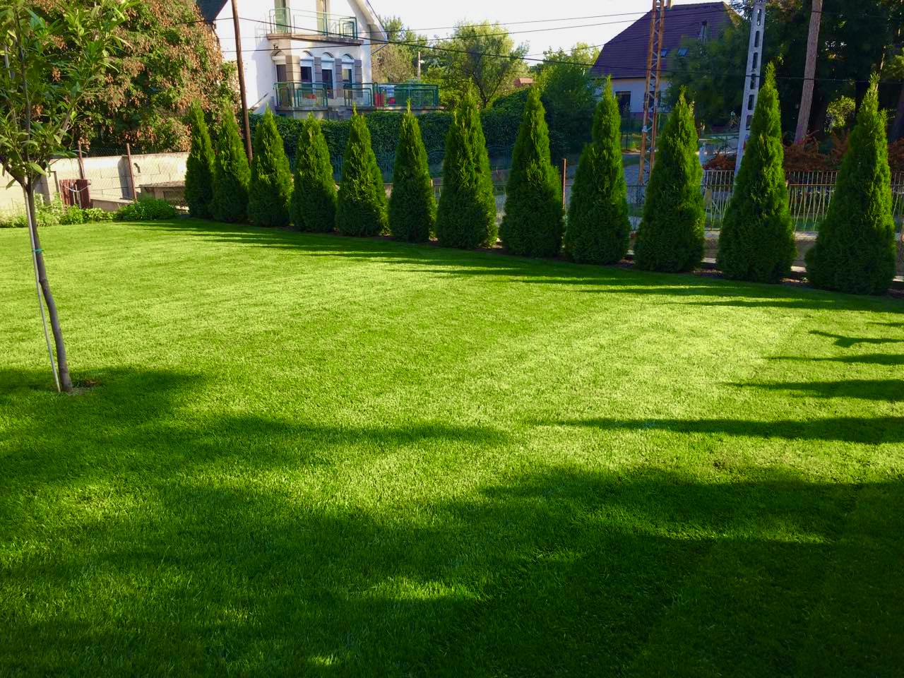 Sűrű sövénysor és friss nyírt gyep kertkarbantartási munkák után 