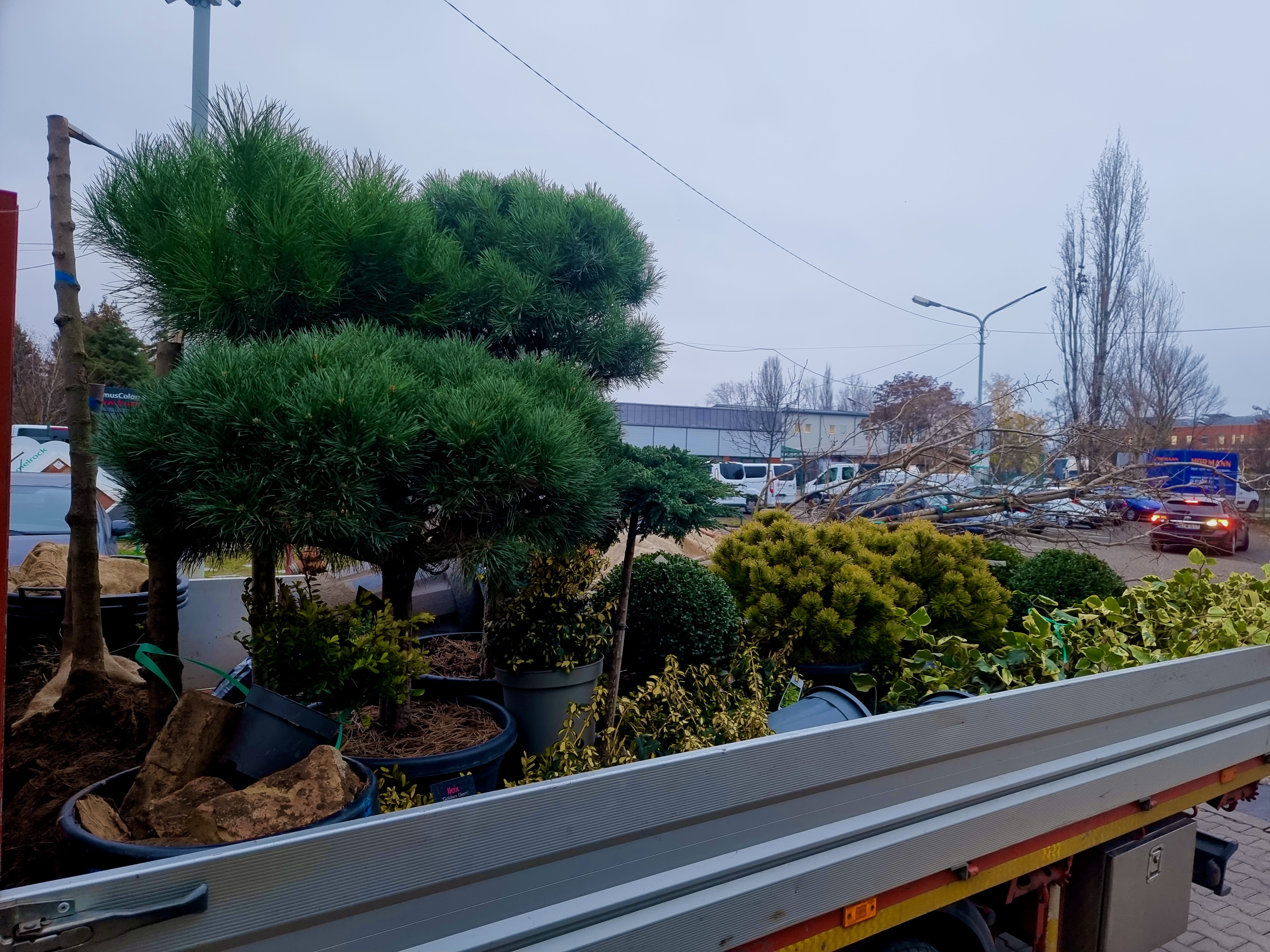 Ültetésre előkészített díszfák és tuják szakszerű növénytelepíési mnkához