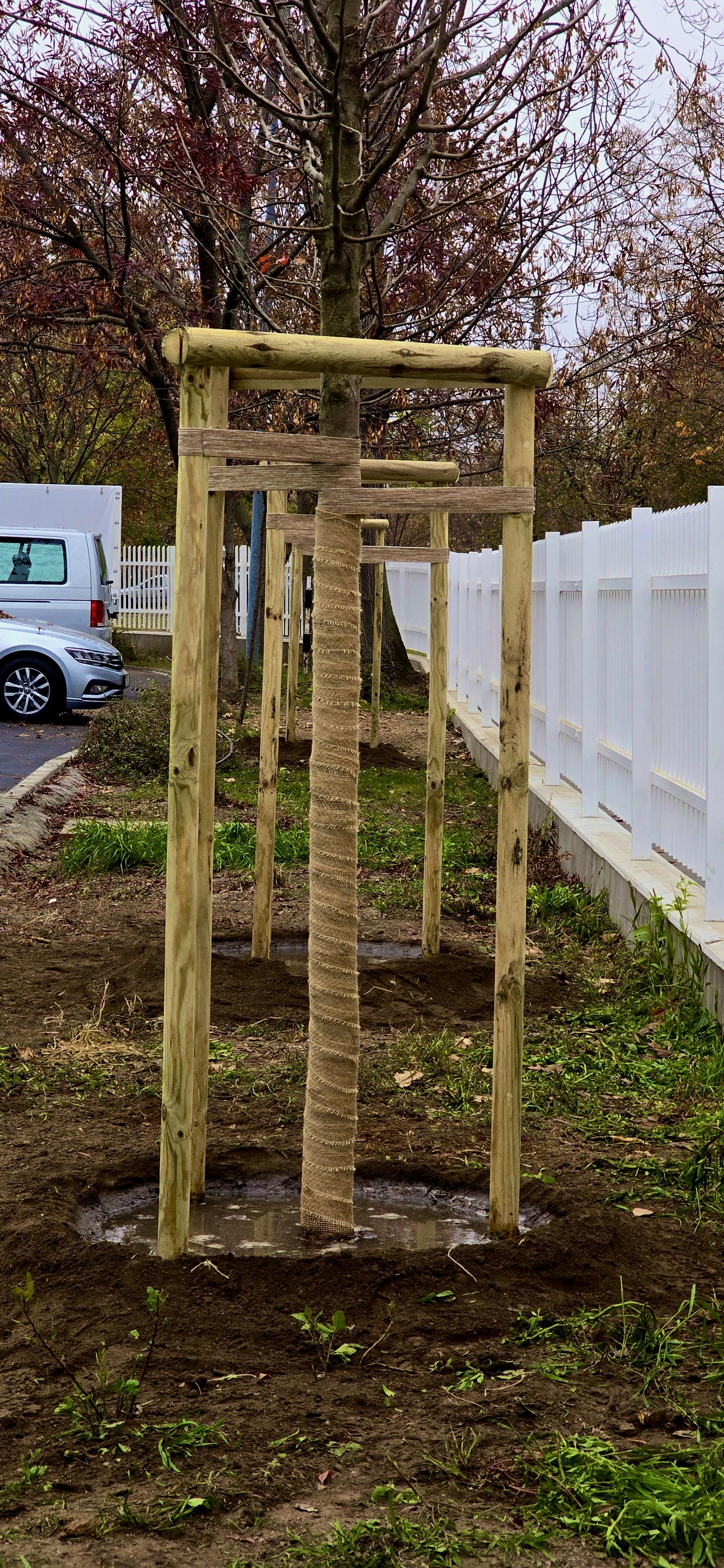 Fiatal fa ültetése védőszerkezettel, stabilizál gyökérzettel hosszú távú fejlődéshez