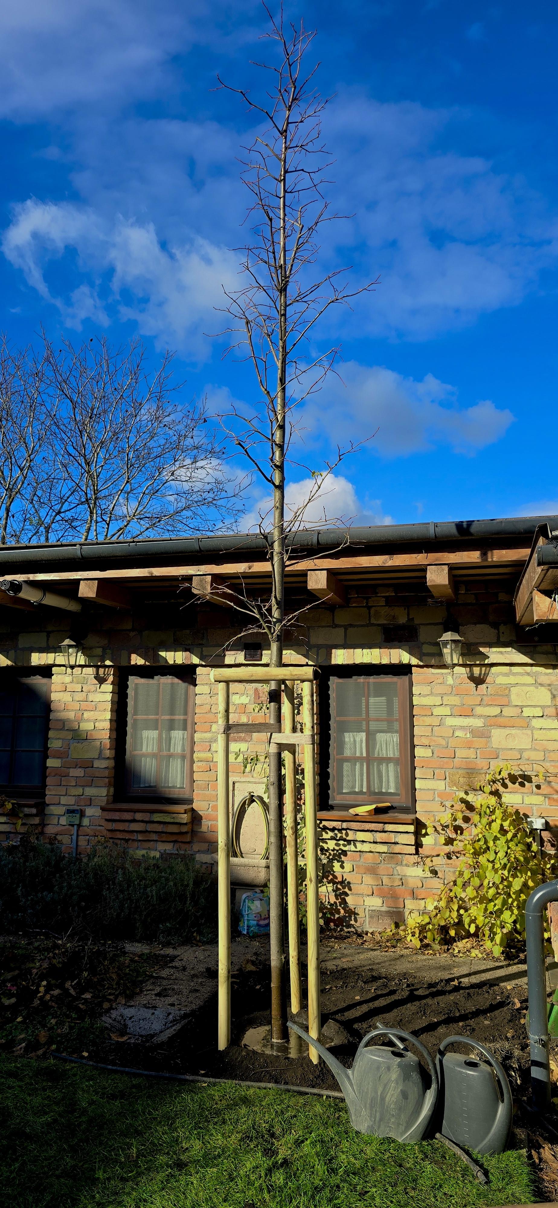 Frissen ültetett lombos fa faoszlopos rögzítéssel, szakszerű ültetési munkák után