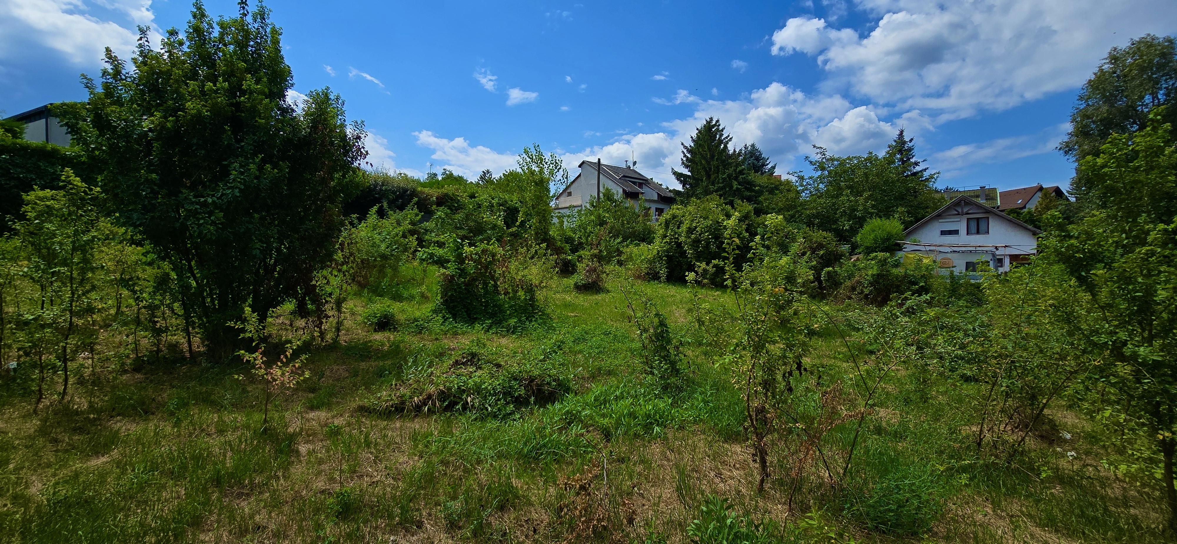 Elhanyagolt elek sűrű növényzettel és bozóttal telektisztítás előtt