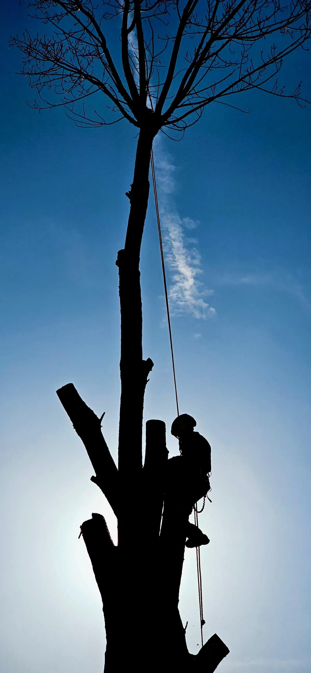 Magas a biztonságos visszavágása és darabolása kötéltechnikával, irányított favágás