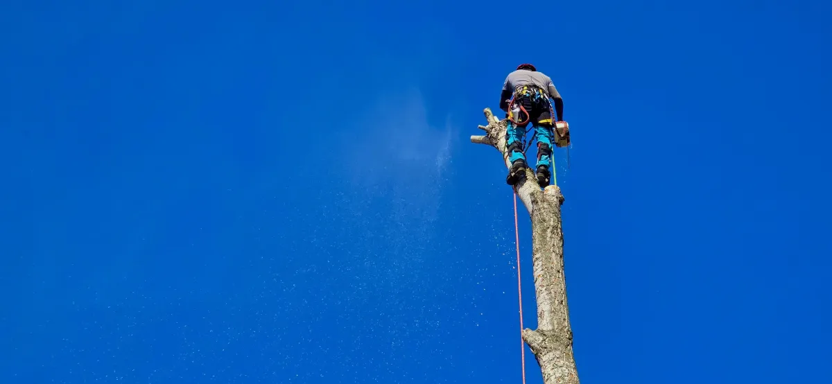 Veszélyes fa visszavágása alpintechnikával, láncfűrészes munkavégzés nagy magasságban