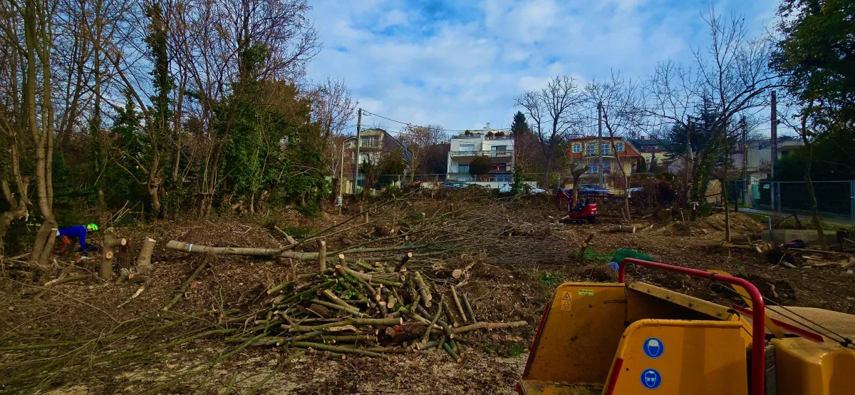 Veszélyes fák kivágás után, előkészített munkaterület a további használatra