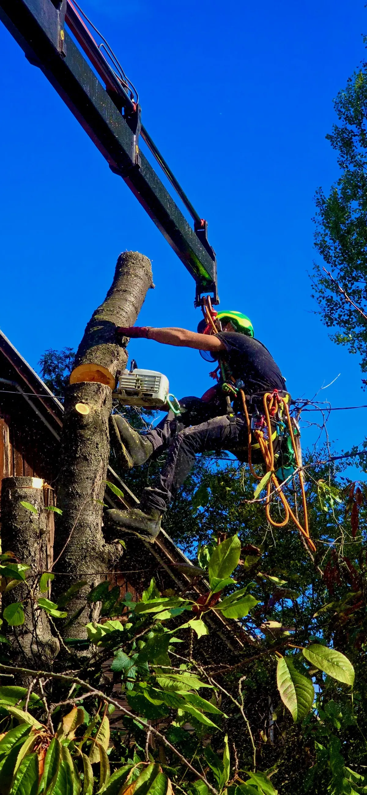 Veszélyes fa kivágás darus segítséggel, irányított faeltávolítás lakókörnyezetben   