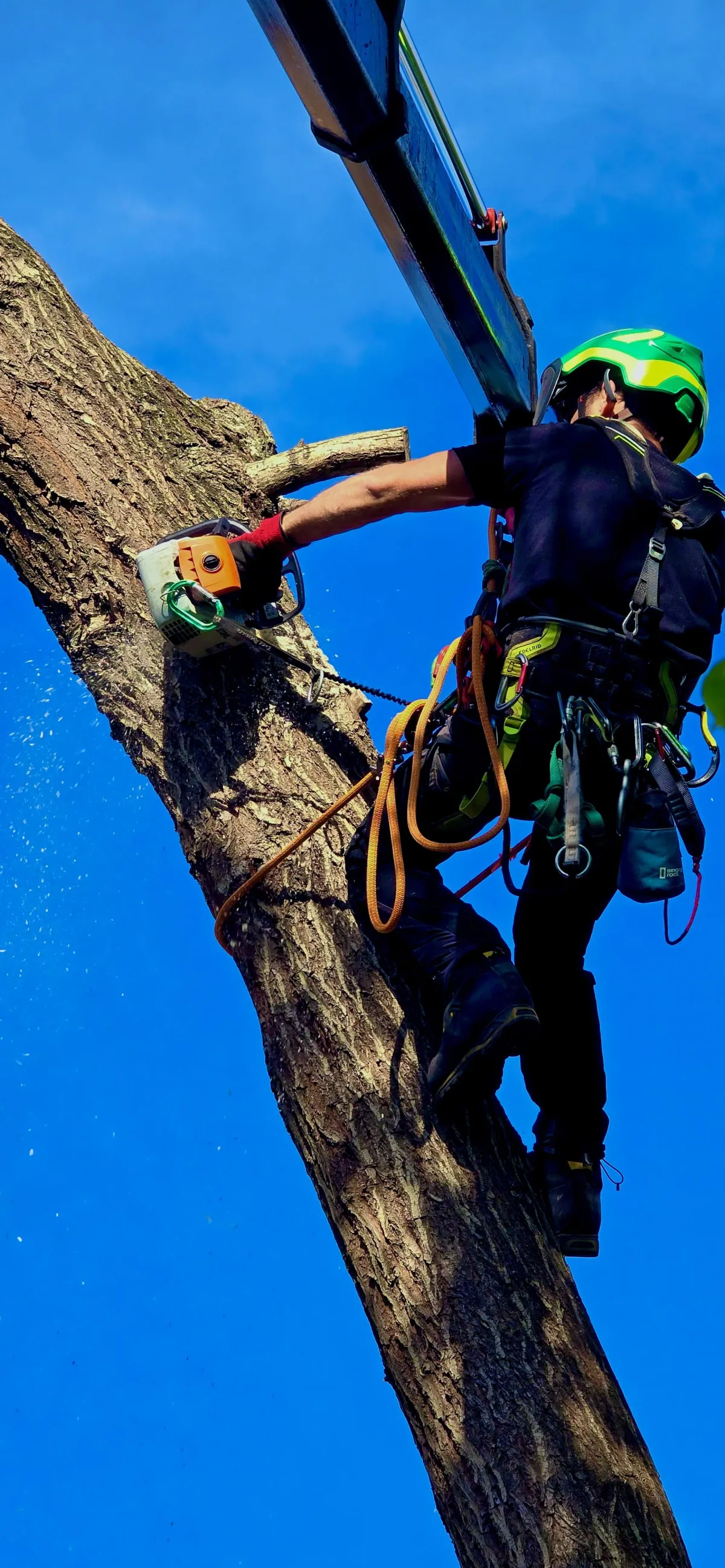 Veszélyes fa szakszerű kivágása alpintechnikával, láncfűrésszes munkavégzés a magasban