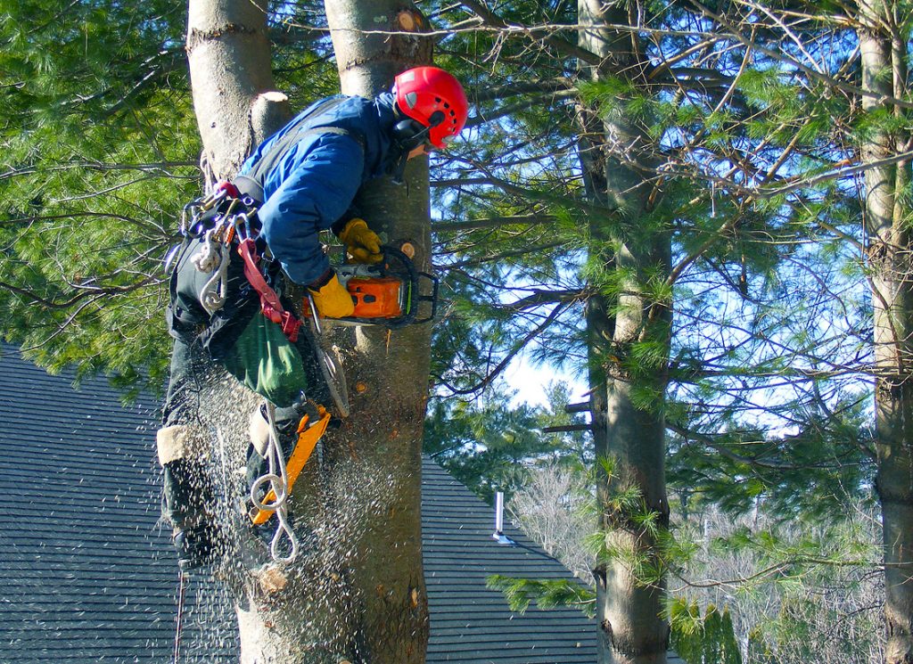 Veszélyes fa szakszerű kivágása alphintechnkiával és daruval családi ház közelben Pest megyében