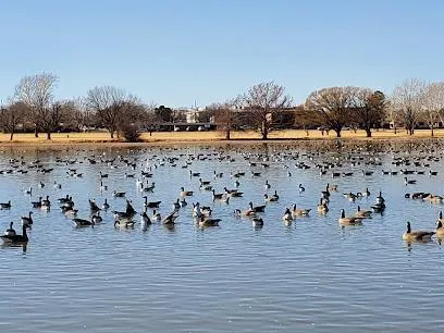 ppf installers in Lubbock Lubbock