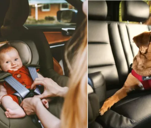 window tint for pet safety