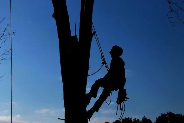 Tree Cabling