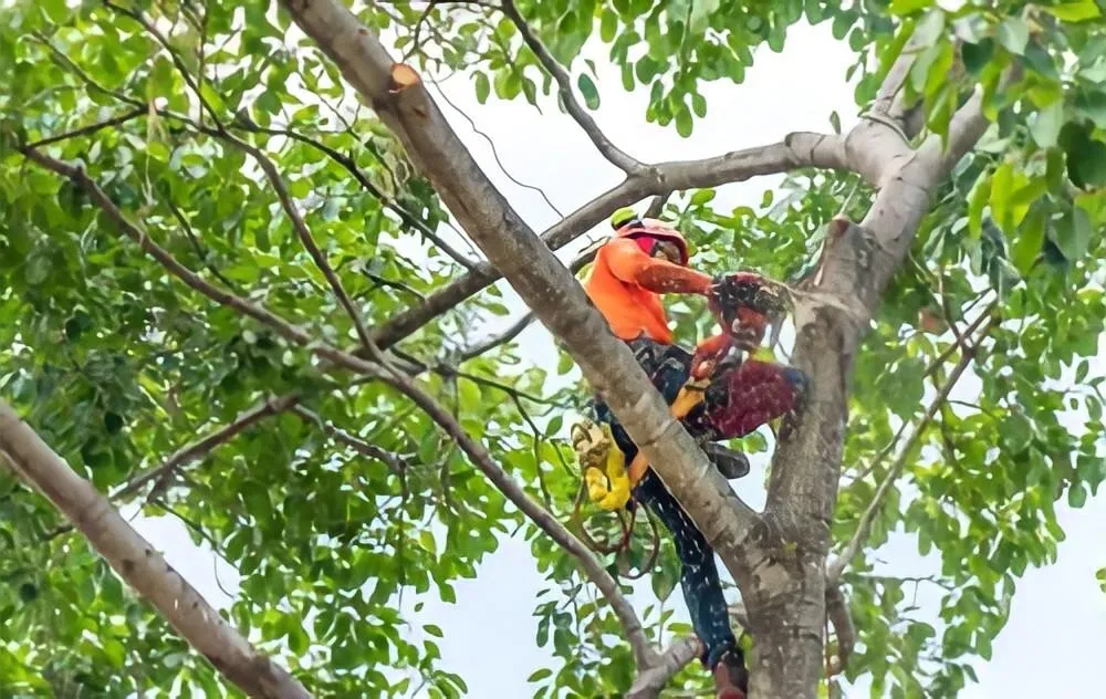 Chainsaw in a tree