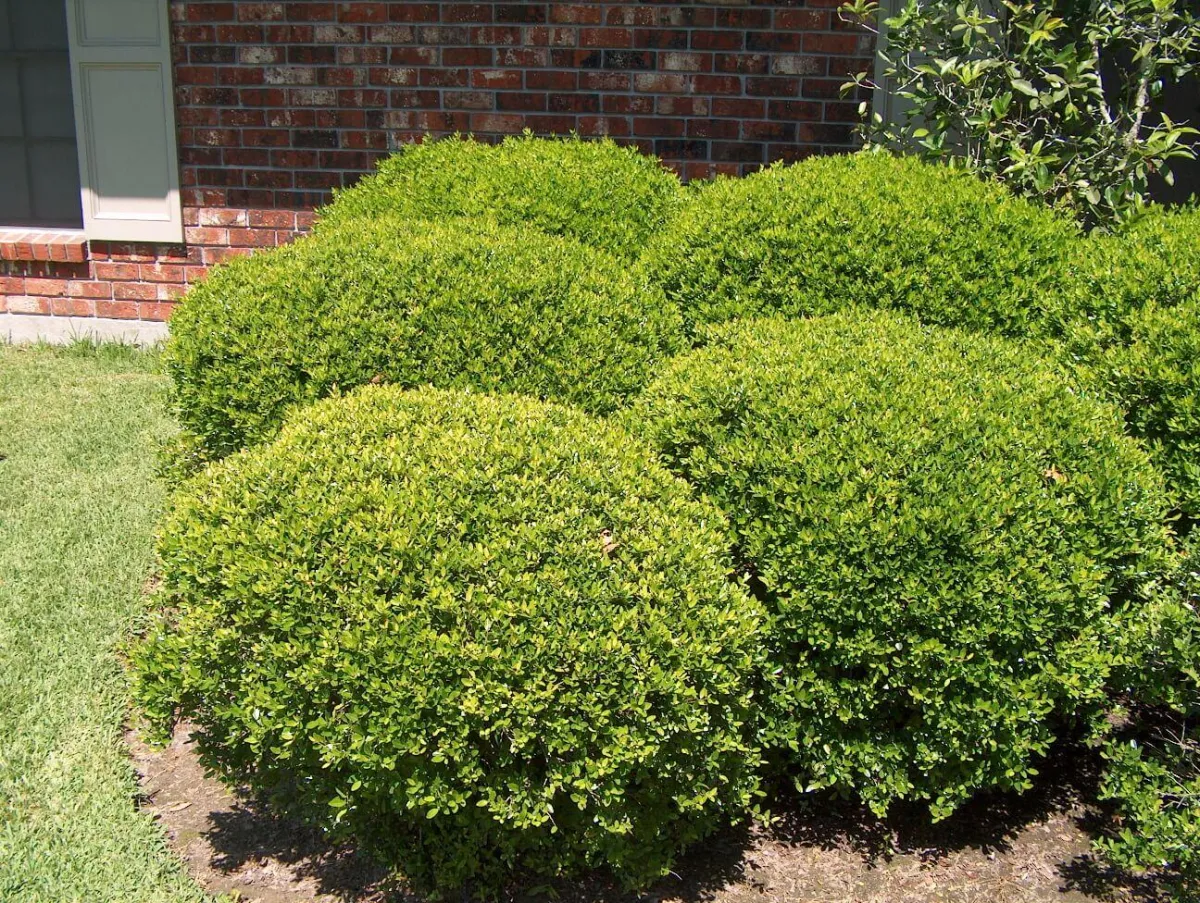 Landscape Contractor in Ventura County