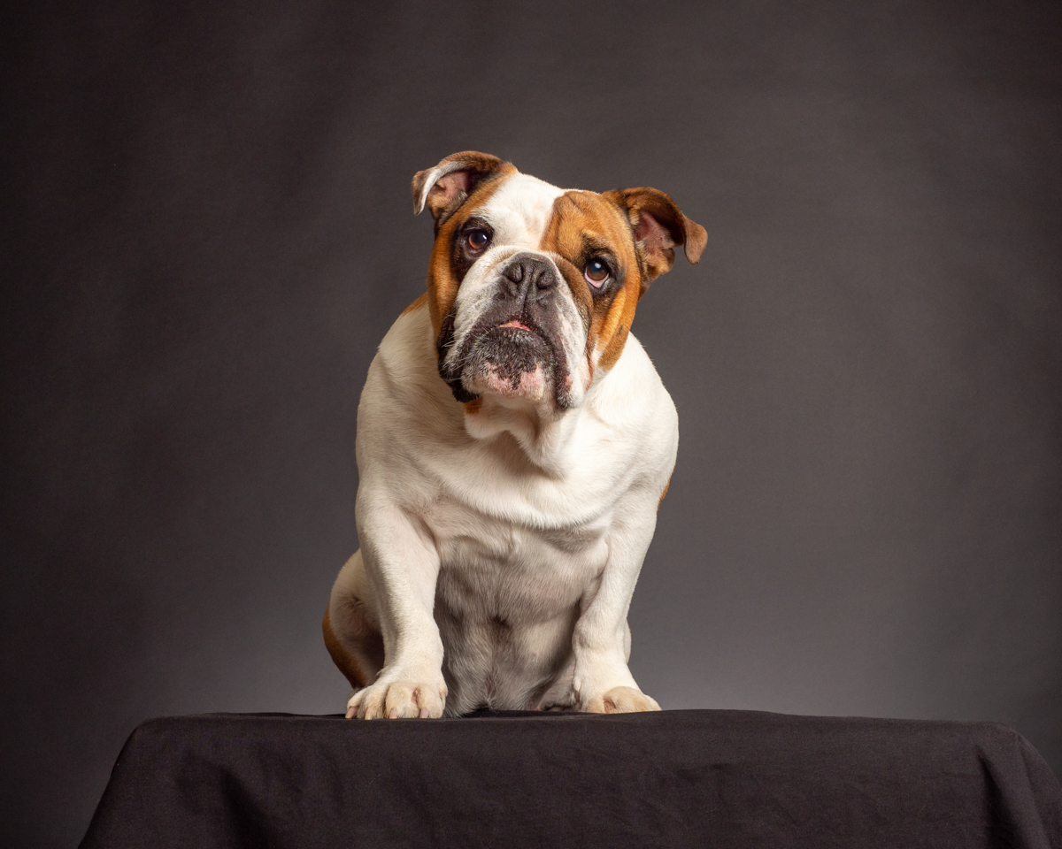 A luxurious studio setting for pet photography