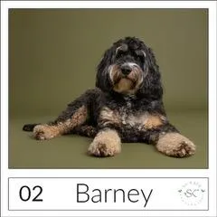 Pet portrait of Daisy